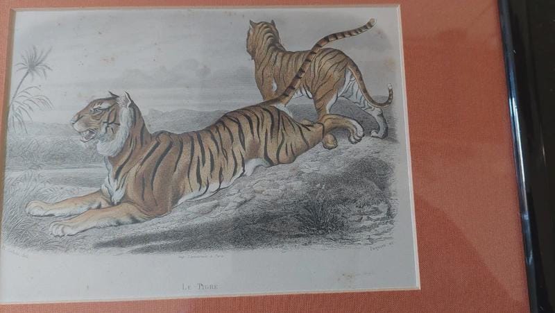 Vintage Framed Coloured Tiger Engraving, Natural History Print Attributed to the 19th Century, Black Frame and Ochre Mat, 32 × 26 cm
