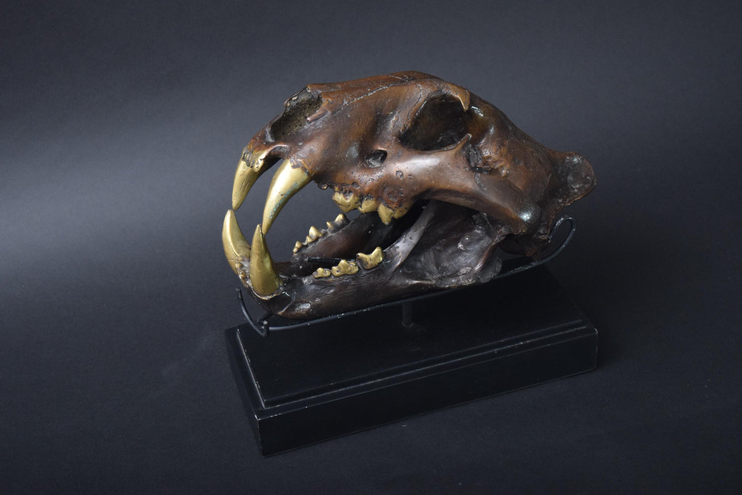 High quality full Bronze Lion Skull