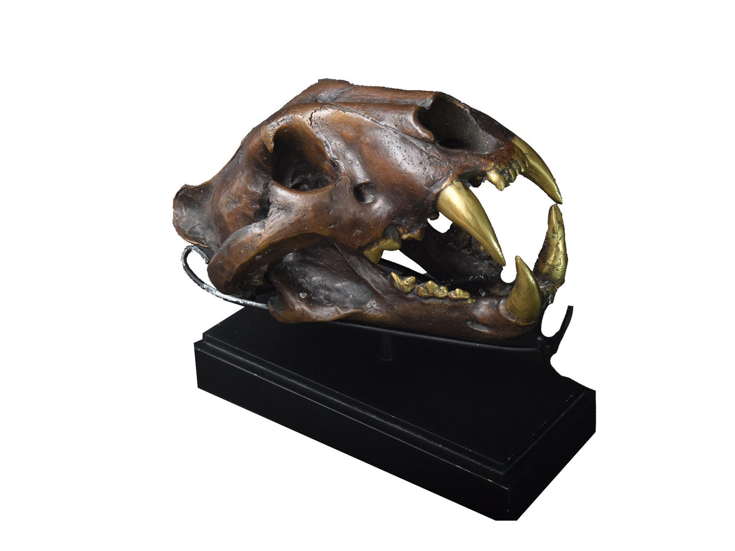 High quality full Bronze Lion Skull