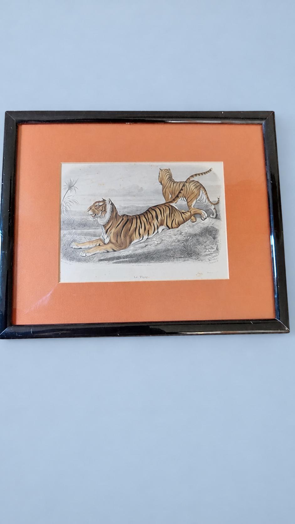 Vintage Framed Coloured Tiger Engraving, Natural History Print Attributed to the 19th Century, Black Frame and Ochre Mat, 32 × 26 cm