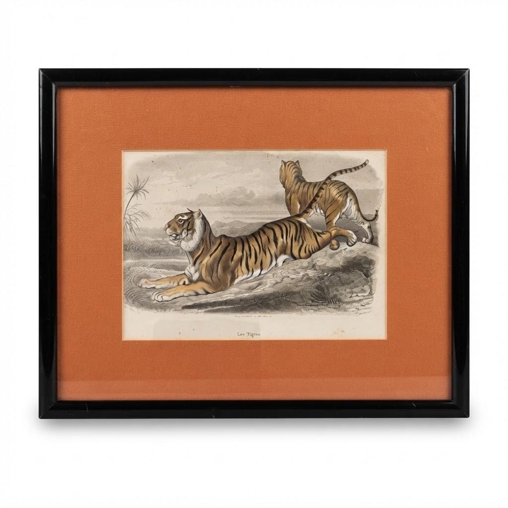 Vintage Framed Coloured Tiger Engraving, Natural History Print Attributed to the 19th Century, Black Frame and Ochre Mat, 32 × 26 cm