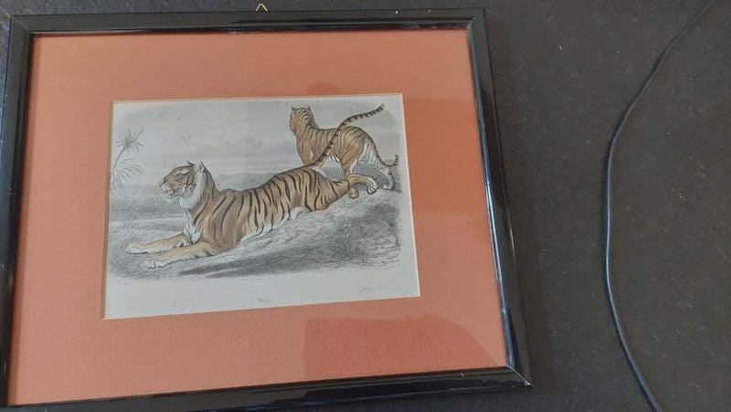Vintage Framed Coloured Tiger Engraving, Natural History Print Attributed to the 19th Century, Black Frame and Ochre Mat, 32 × 26 cm